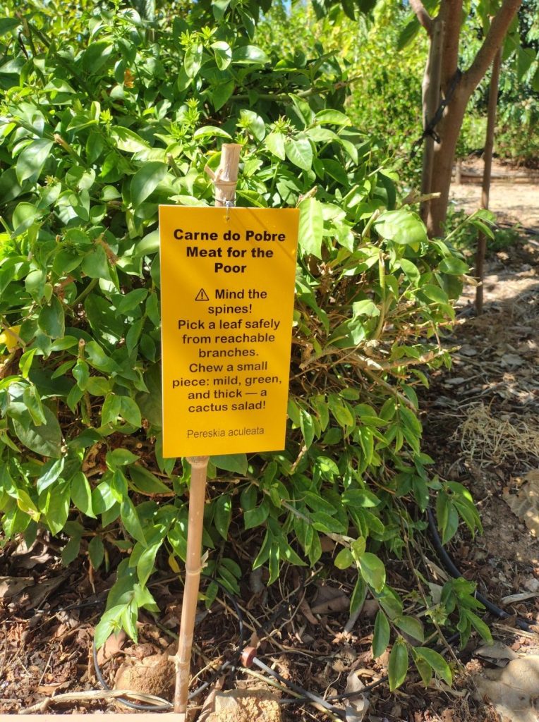 'Meat for the Poor' (Pereskia aculeata) at Pomar dos Sabores, Portugal 2026