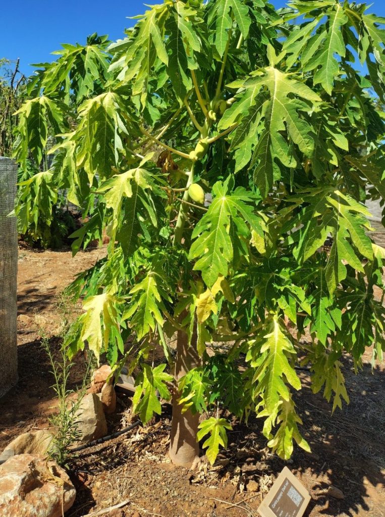 Papaya at Pomar dos Sabores, Portugal 2026