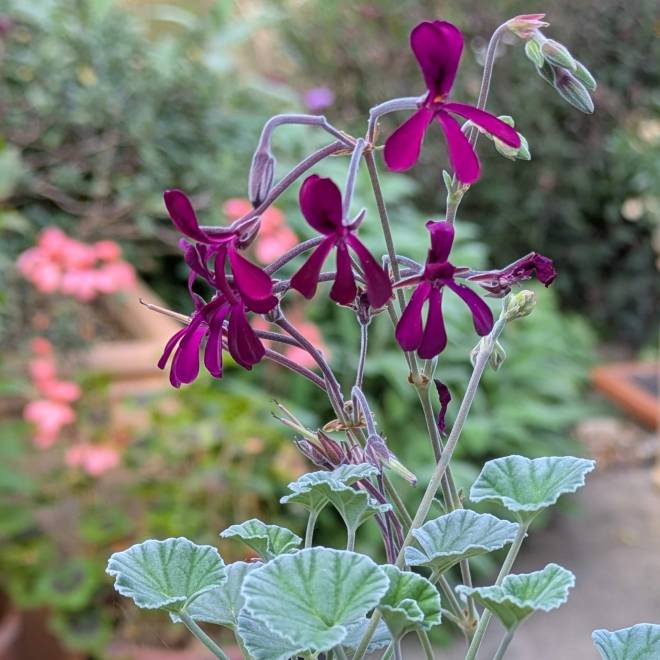 Pelargonium sidoides
