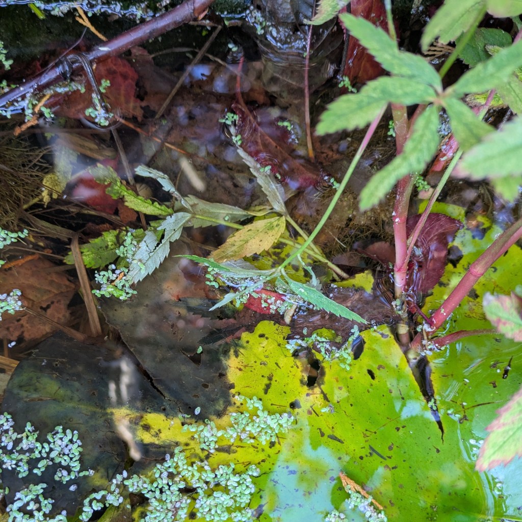 Decaying pond plant leaves and fallen plum tree leaves - all need removing from the water